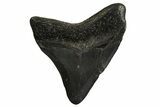 Posterior Juvenile Megalodon Tooth - Georgia #329839-1